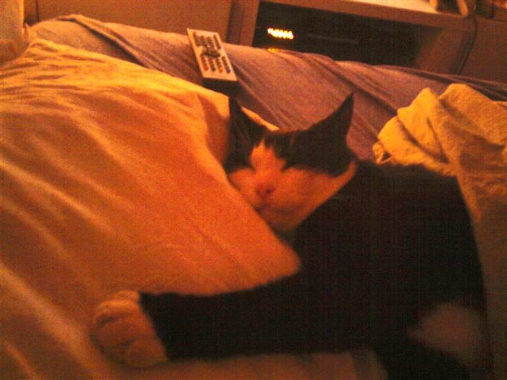 Huskat Sofus død D 25 juli 2016 billede 10