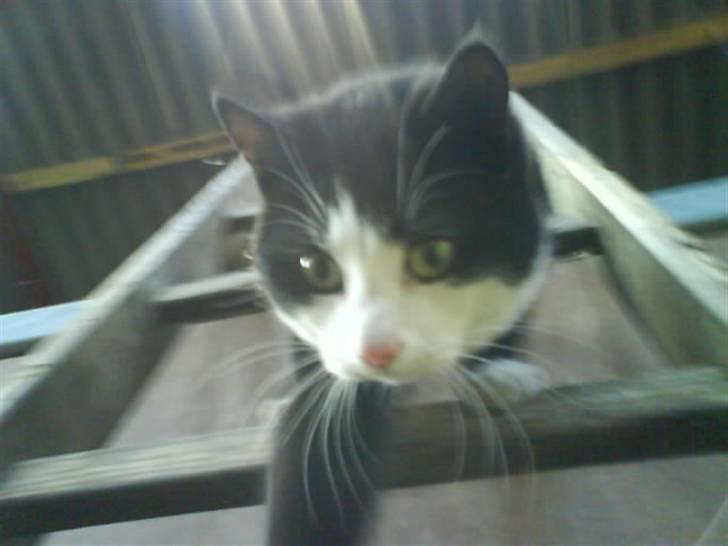 Huskat Sofus død D 25 juli 2016 billede 11