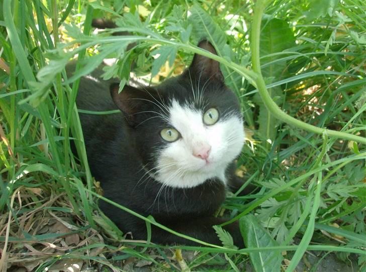 Huskat Sofus død D 25 juli 2016 - Synes du ikke jeg er kær billede 12