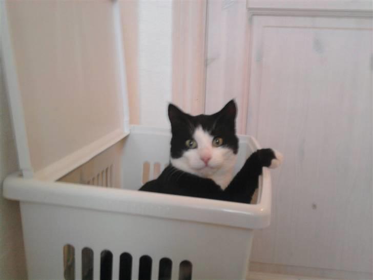 Huskat Sofus død D 25 juli 2016 - Hej der der oppe billede 13