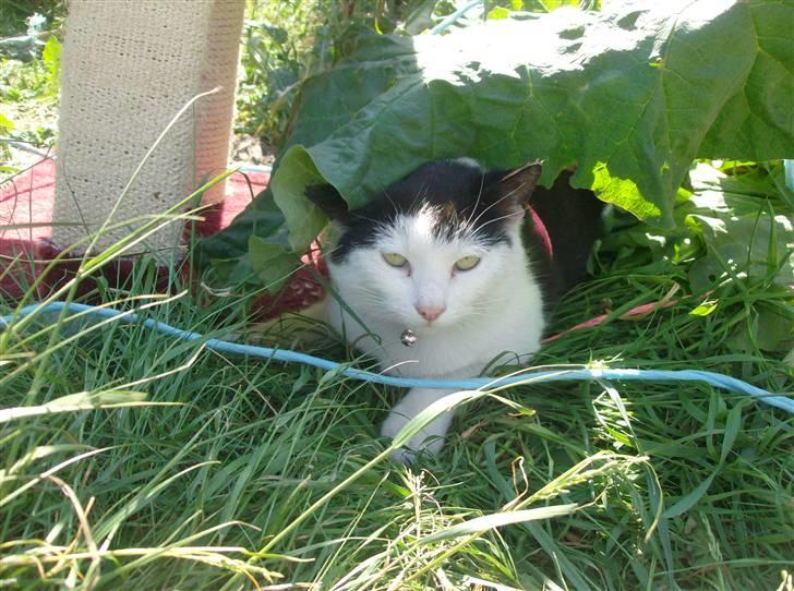 Huskat Nelle død billede 12