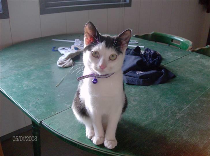 Huskat Nelle død billede 13