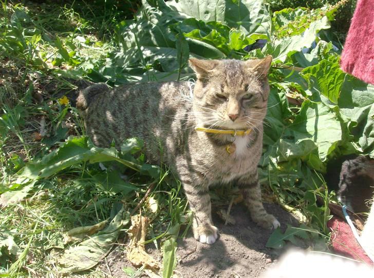 Blanding af racer Pelle mus Død billede 11