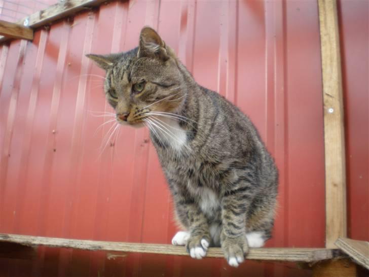 Blanding af racer Pelle mus Død - taget  d. 25-10-10 billede 12