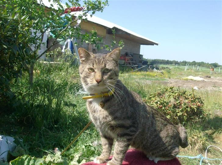 Blanding af racer Pelle mus Død billede 13