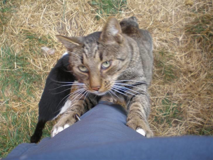 Blanding af racer Pelle mus Død - taget  d. 25-10-10 billede 14