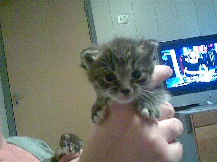 Blanding af racer Pelle mus Død billede 15