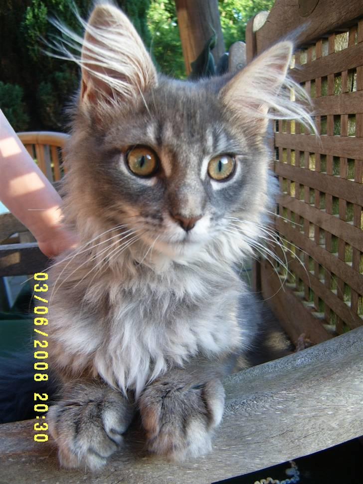 Maine Coon Aslan ( Captiva ) - Hva´ var det? Hørte jeg fuglekvidder?? billede 4