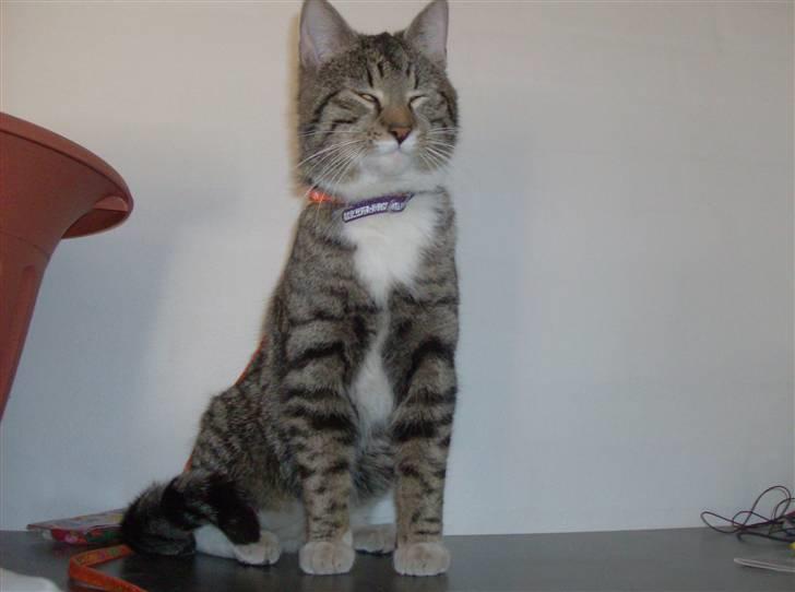 Blanding af racer Oskar billede 10