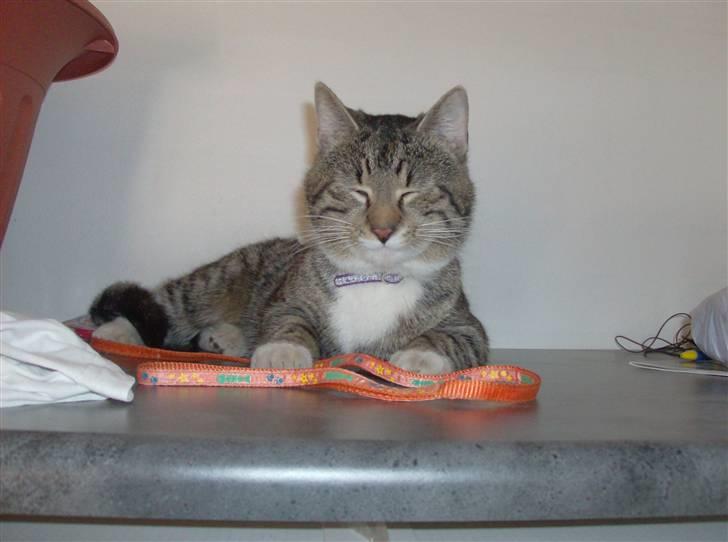 Blanding af racer Oskar billede 12