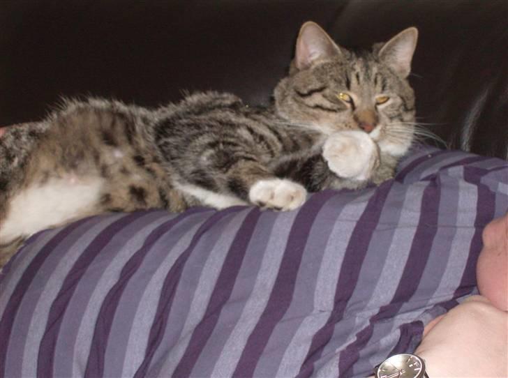 Blanding af racer Oskar billede 13