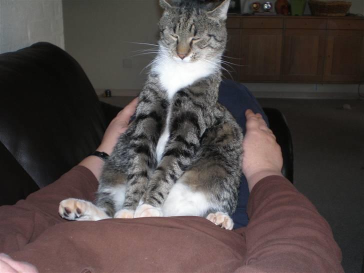 Blanding af racer Oskar - man kan sku også sede på røven... billede 14