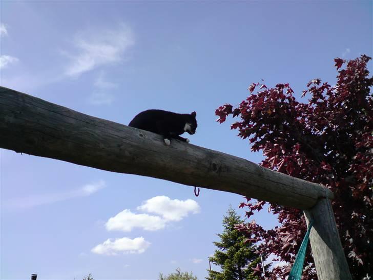 Huskat Shadow R.I.P billede 10