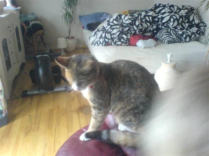 Blanding af racer mille billede 2