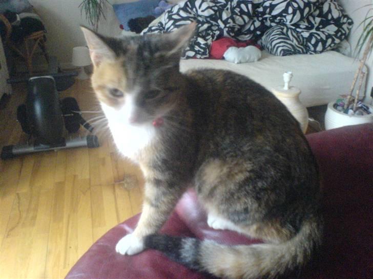 Blanding af racer mille billede 4