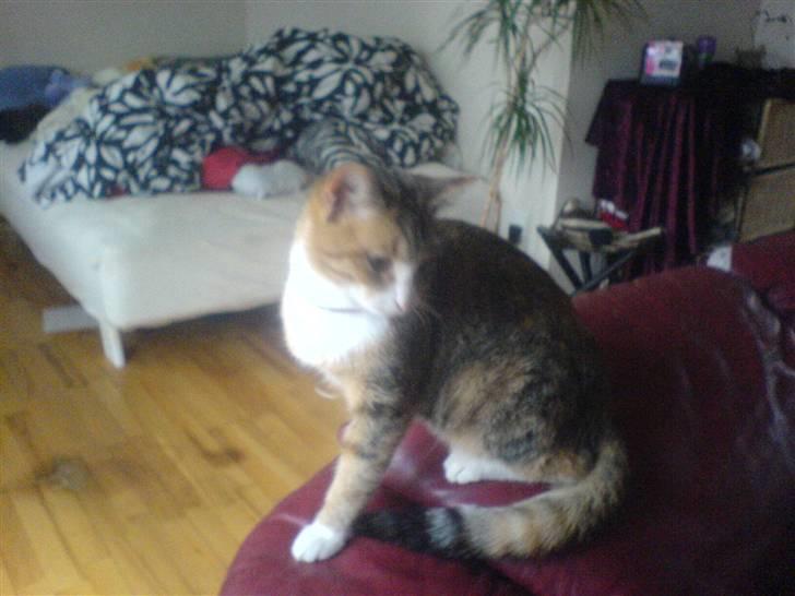 Blanding af racer mille billede 5