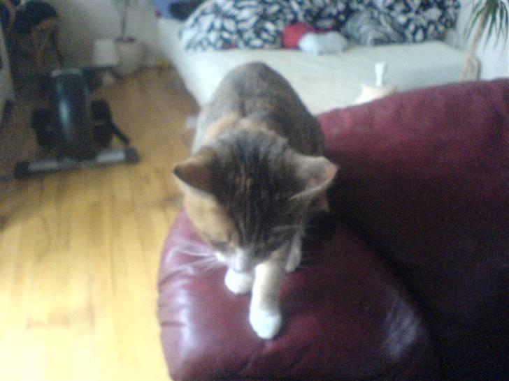 Blanding af racer mille billede 6