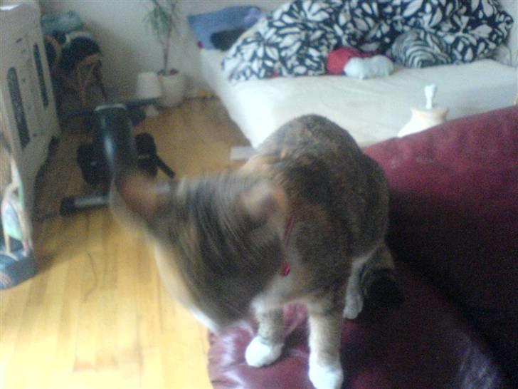 Blanding af racer mille billede 7