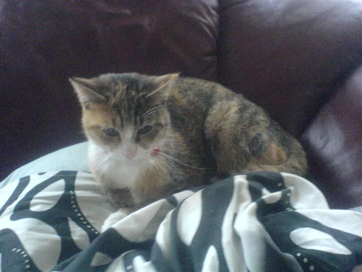 Blanding af racer mille billede 8