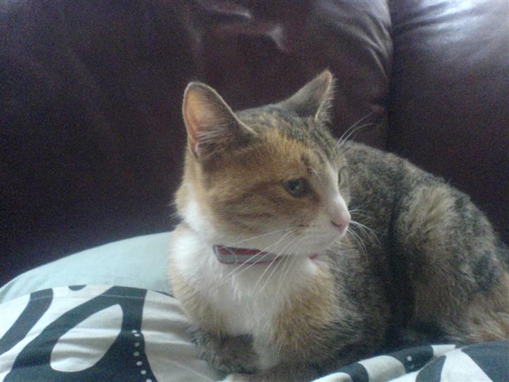 Blanding af racer mille billede 9