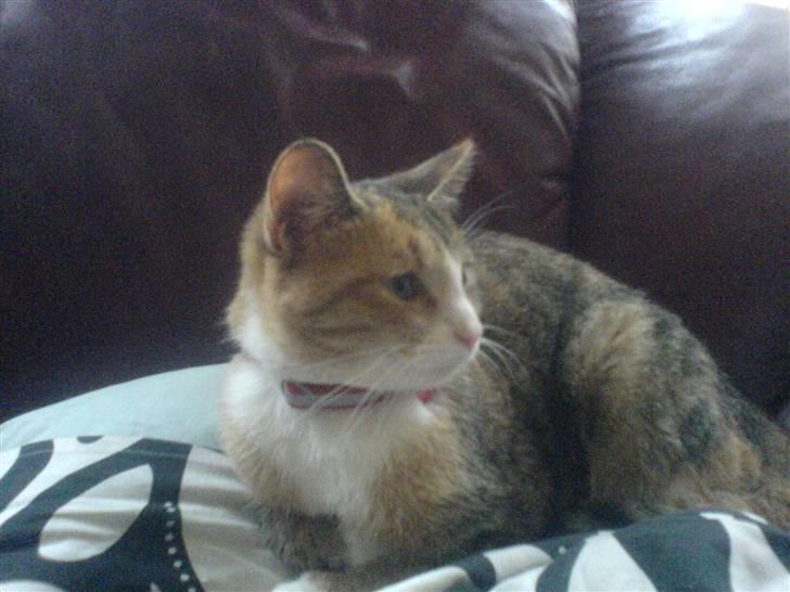 Blanding af racer mille billede 10