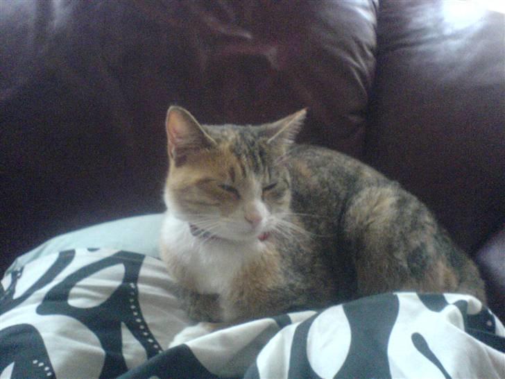 Blanding af racer mille billede 11