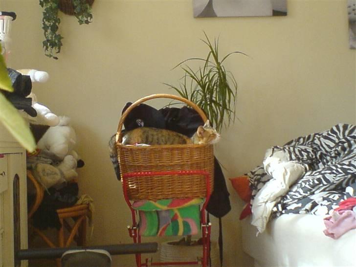 Blanding af racer mille billede 12