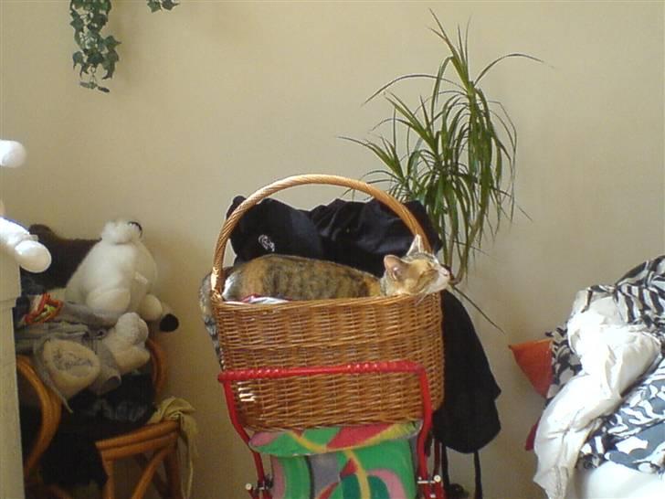 Blanding af racer mille billede 13