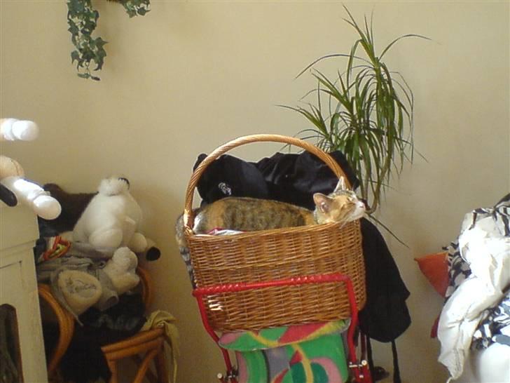 Blanding af racer mille billede 14