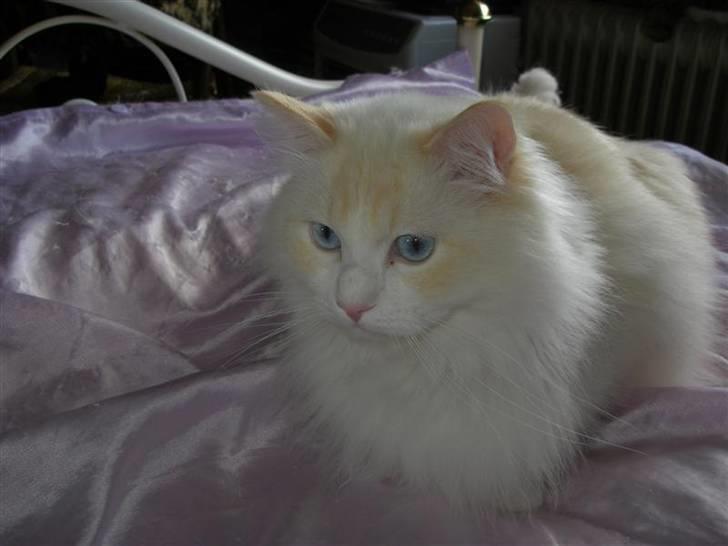 Ragdoll Zephyros billede 18