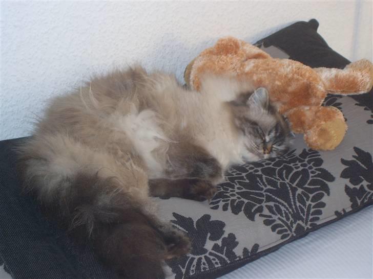 Hellig Birma Wehnerts Max billede 15