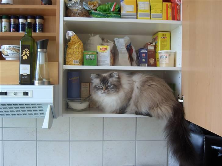 Hellig Birma Wehnerts Max billede 16