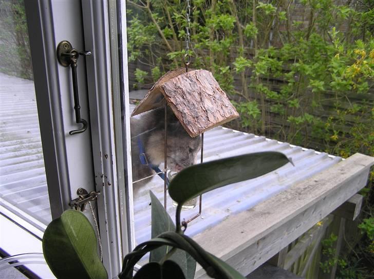 Blanding af racer Snip - mhm, fuglemad.. lige mig :D billede 6