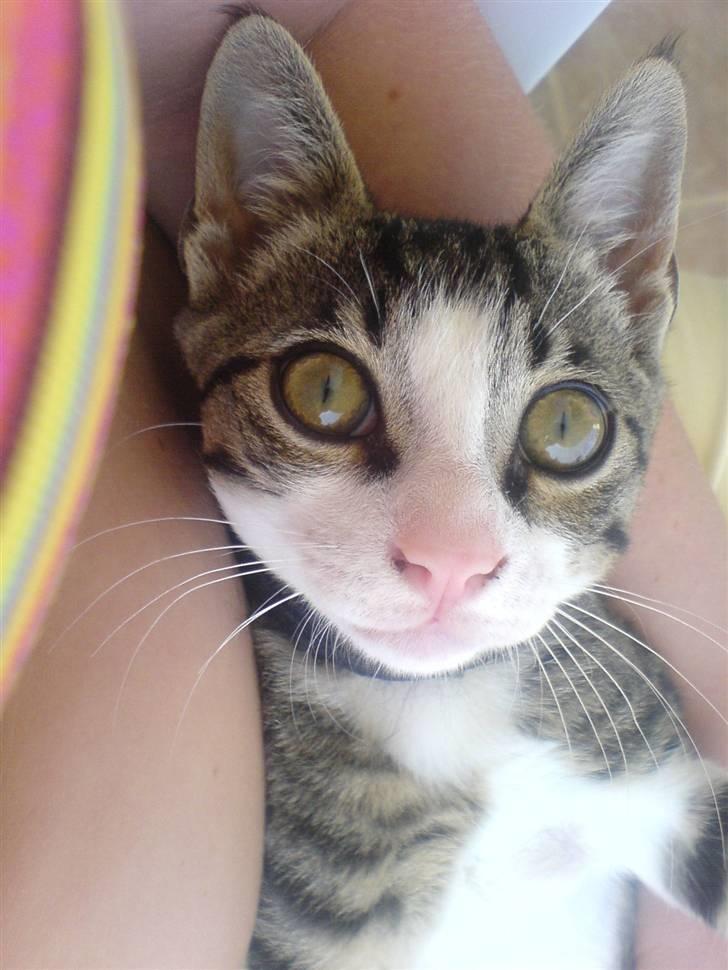 Blanding af racer stanly billede 1