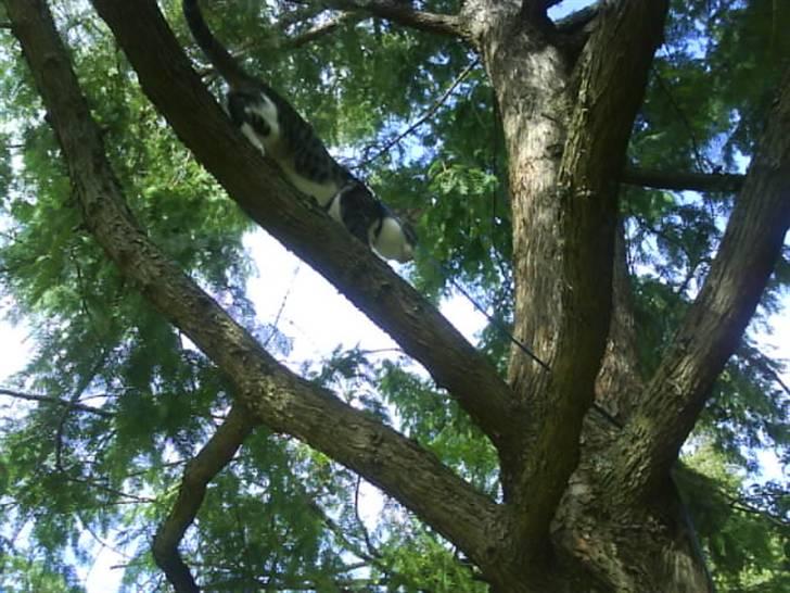 Blanding af racer stanly billede 2