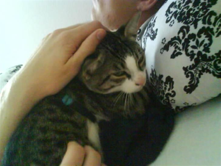 Blanding af racer stanly billede 3