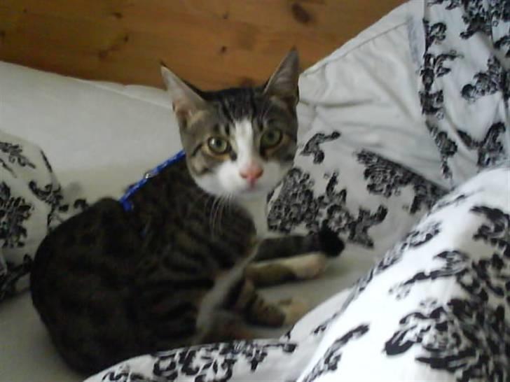 Blanding af racer stanly billede 4