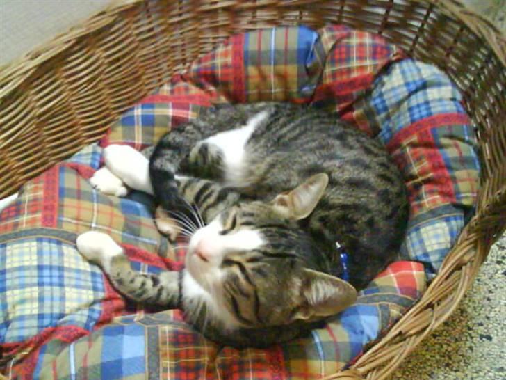 Blanding af racer stanly billede 5