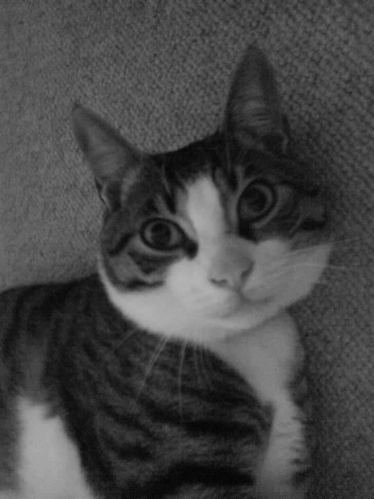 Blanding af racer stanly billede 6