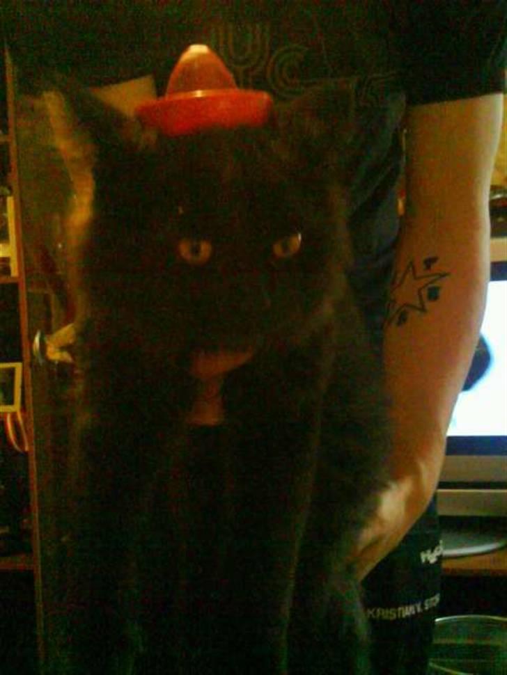 Blanding af racer / Perser - BS aka Bjarne - Min mexican tequila kitty på en træt dag (; billede 9