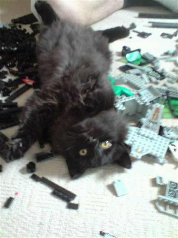 Blanding af racer / Perser - BS aka Bjarne - BS der leger med LEGO (: <3 billede 19