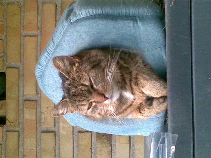 Blanding af racer Mille-pigen billede 3