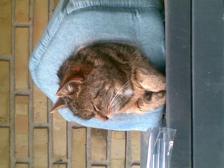 Blanding af racer Mille-pigen billede 4