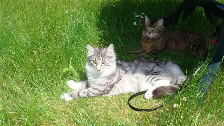 Norsk Skovkat Tyson billede 9