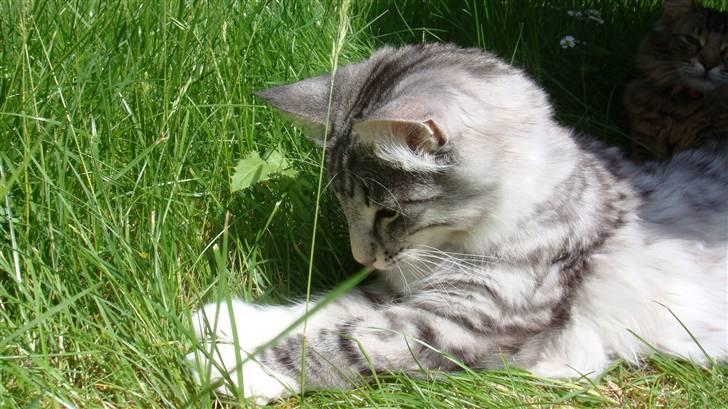 Norsk Skovkat Tyson billede 10