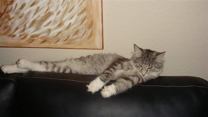 Norsk Skovkat Tyson billede 11