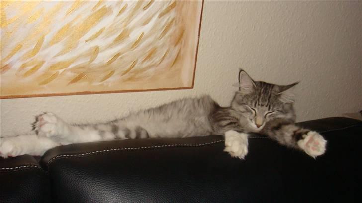 Norsk Skovkat Tyson billede 12