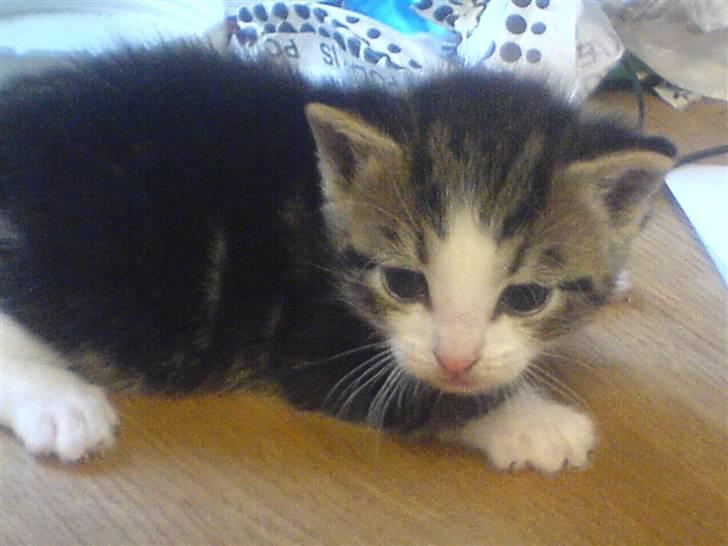 Huskat Tiger + DØD+ billede 1