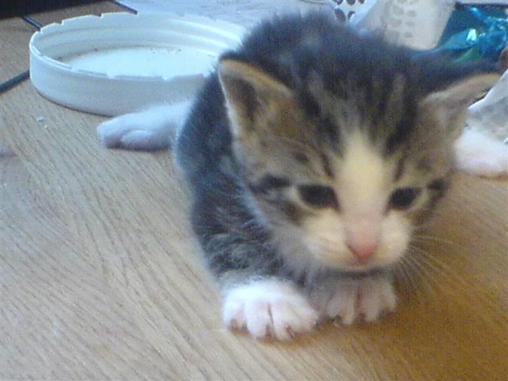 Huskat Tiger + DØD+ billede 2