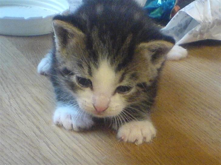 Huskat Tiger + DØD+ billede 3